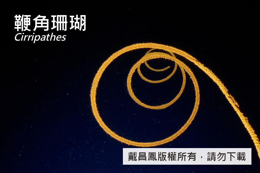  鞭角珊瑚