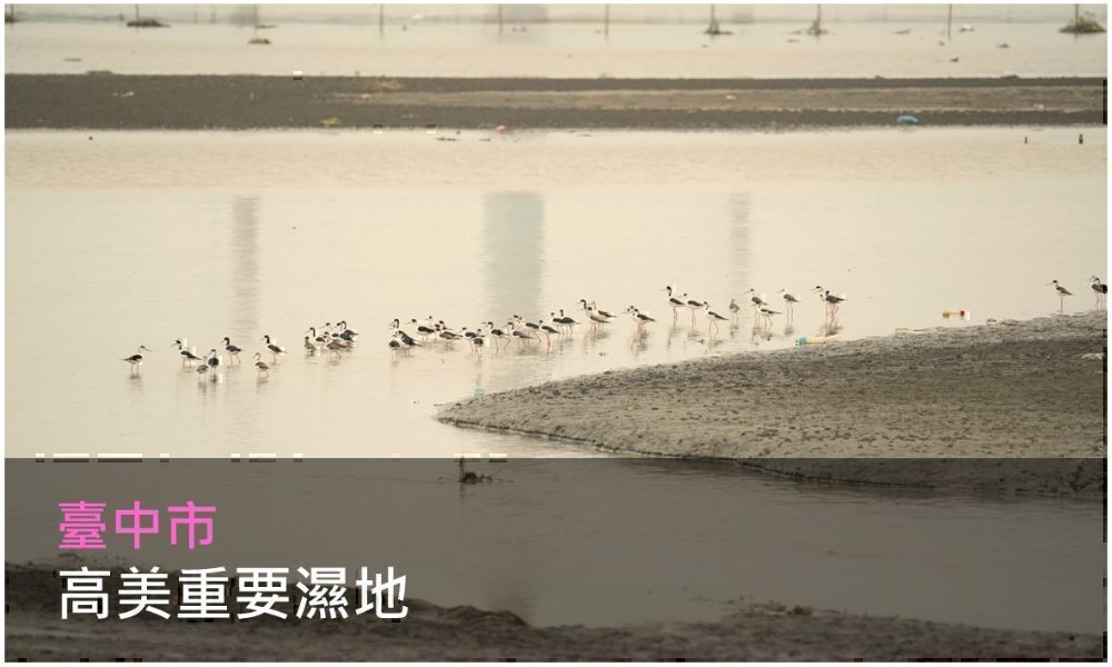 高美重要濕地照片(點選開啟說明網頁)