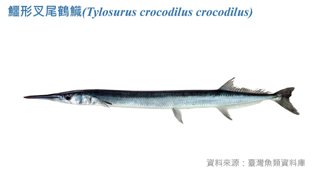 鱷形叉尾鶴鱵標本照