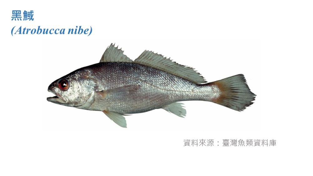 黑䱛標本照