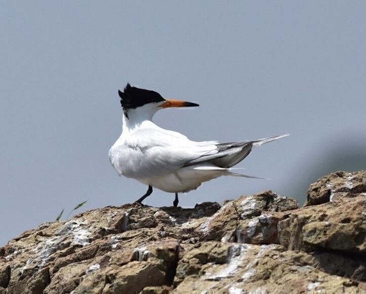 黑嘴端鳳頭燕鷗