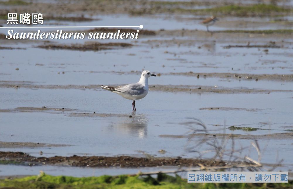 黑嘴鷗照片