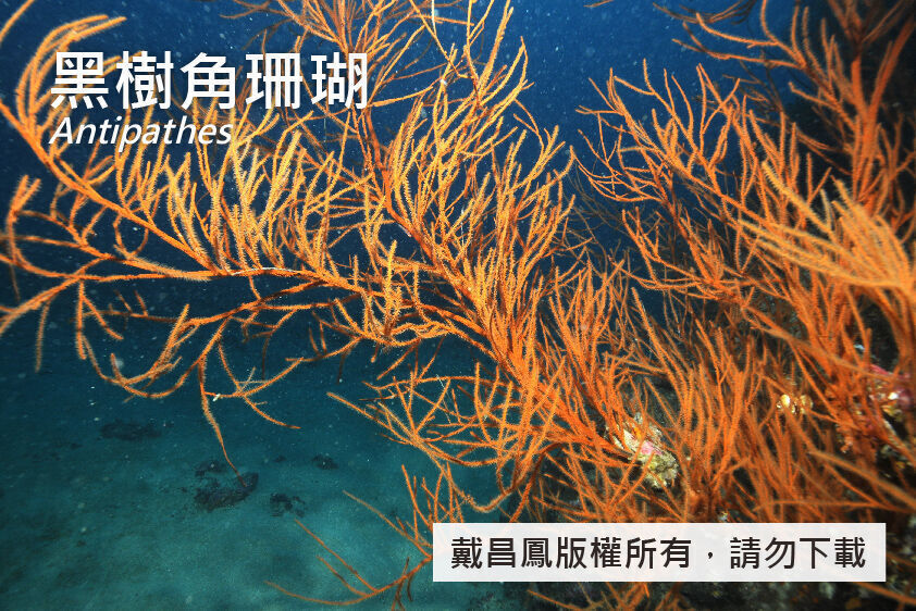黑樹角珊瑚