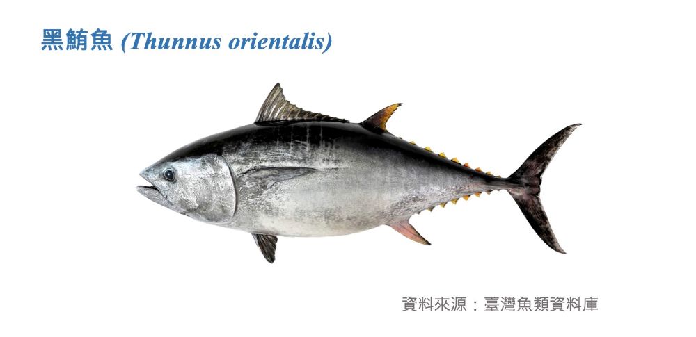 黑鮪魚標本照