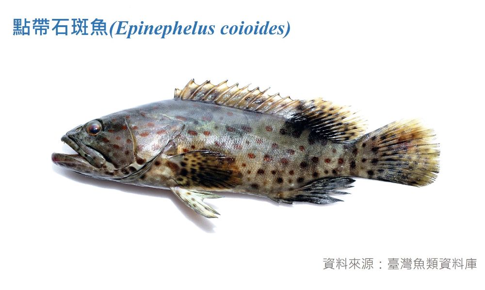 點帶石斑魚標本照