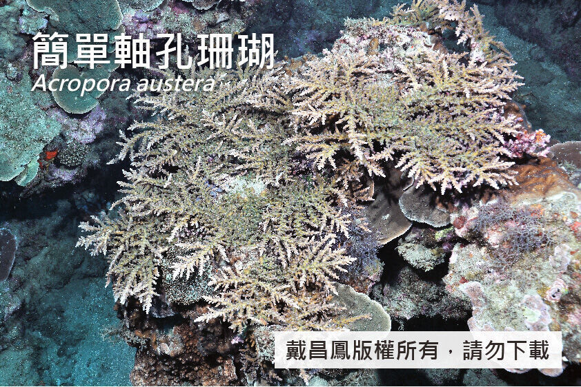簡單軸孔珊瑚