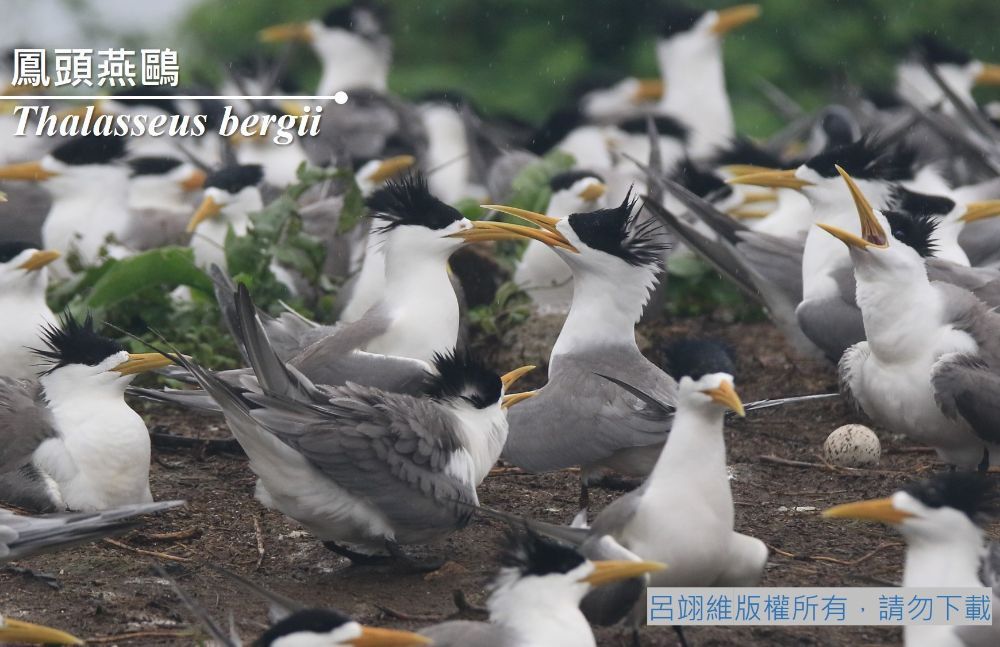 鳳頭燕鷗圖片