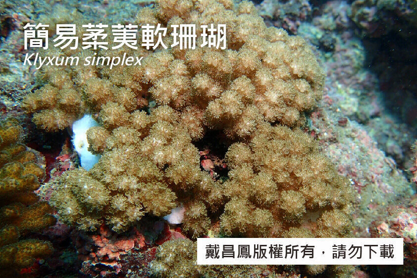 簡易葇荑軟珊瑚
