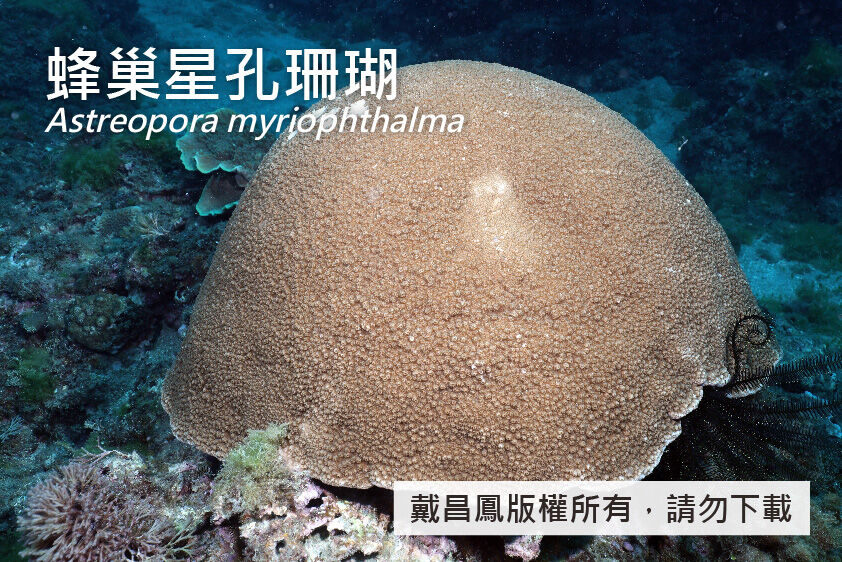 蜂巢星孔珊瑚