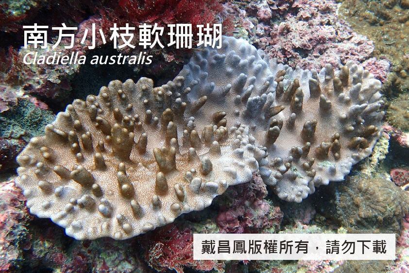 南方小枝軟珊瑚