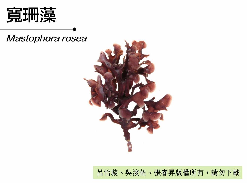 寬珊藻-臺灣百種海洋生物-大型海藻與海草