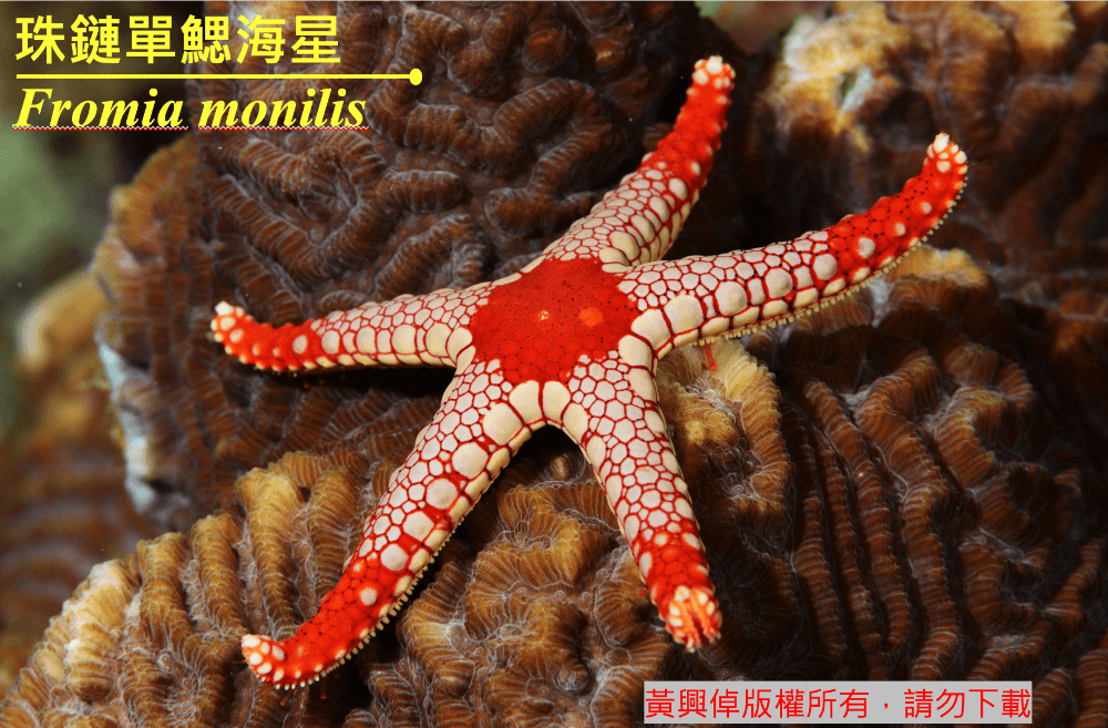珠鏈單鰓海星 Fromia monilis