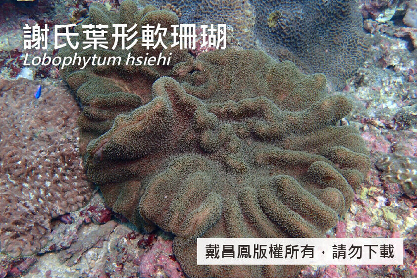 謝氏葉形軟珊瑚