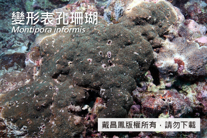 變形表孔珊瑚