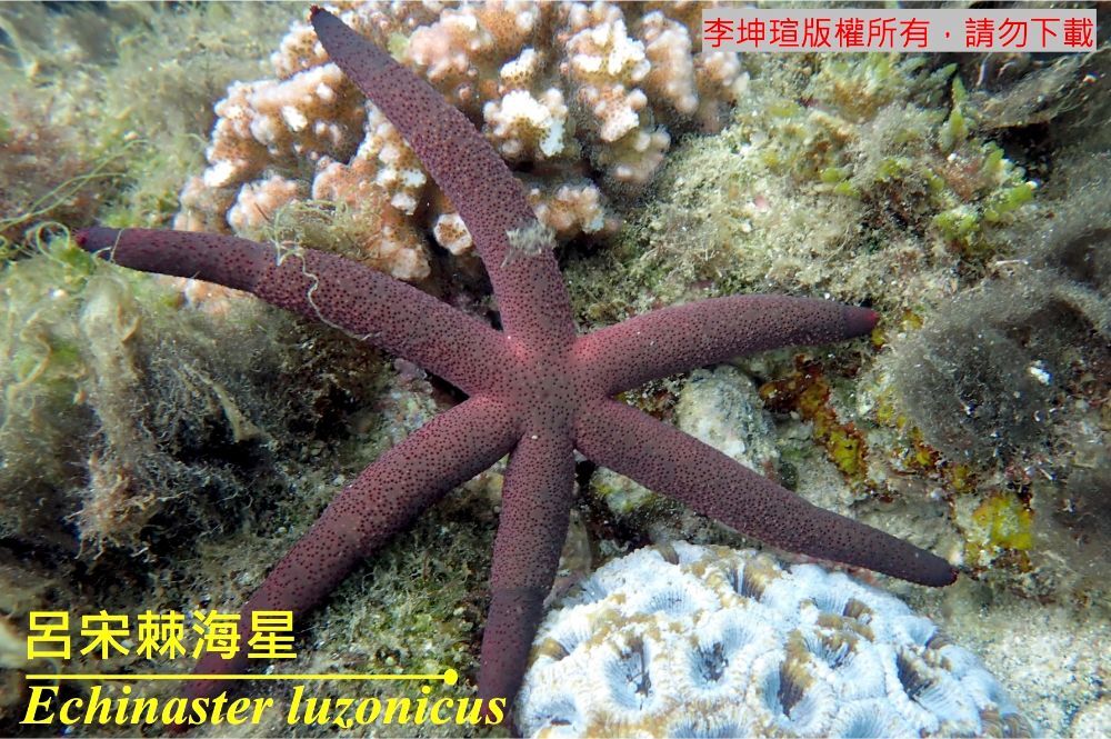 呂宋棘海星 Echinaster luzonicus