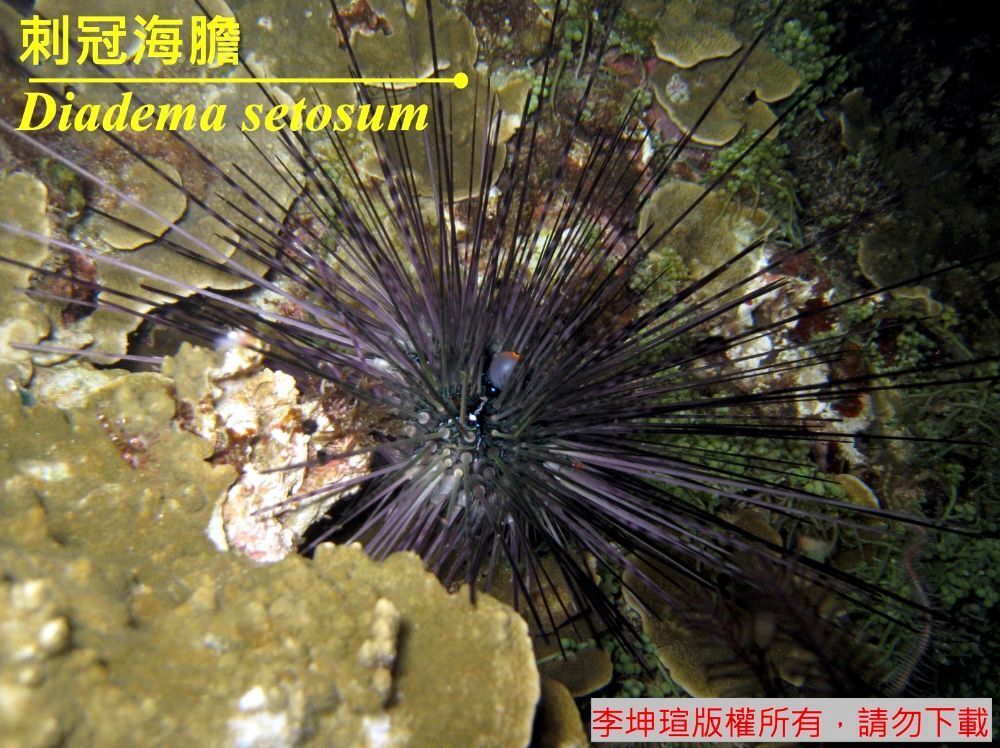 刺冠海膽 Diadema setosum