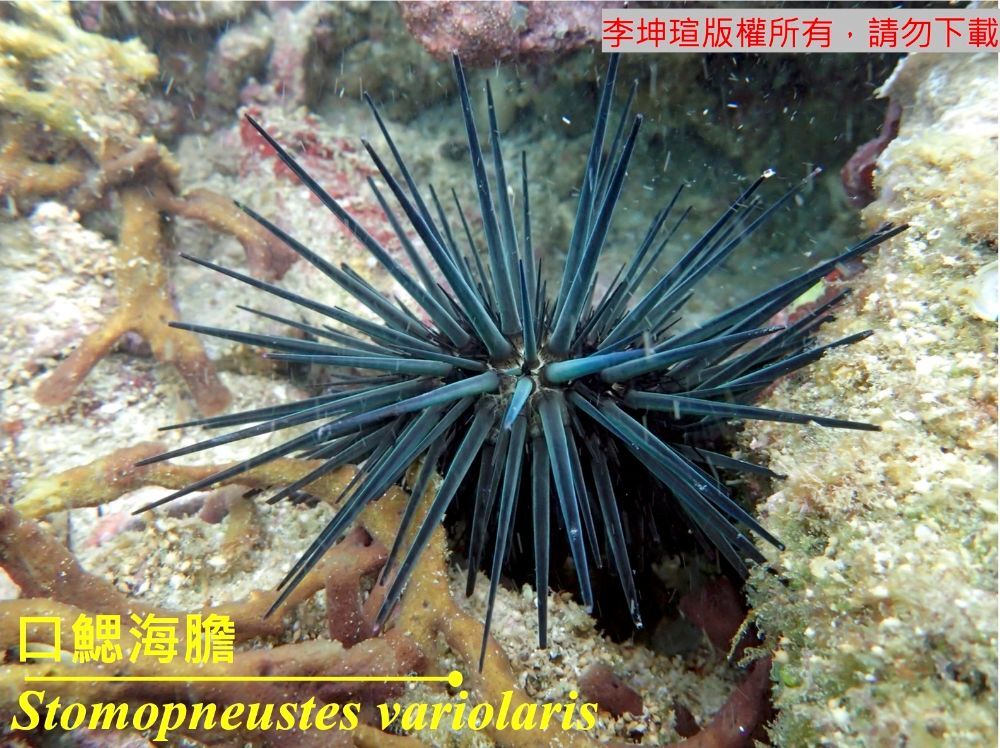口鰓海膽 Stomopneustes variolaris