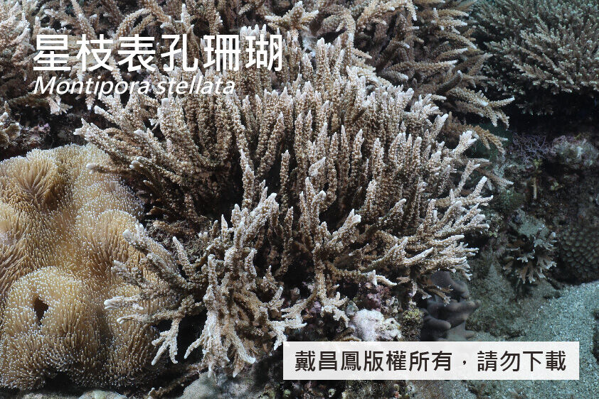 星枝表孔珊瑚