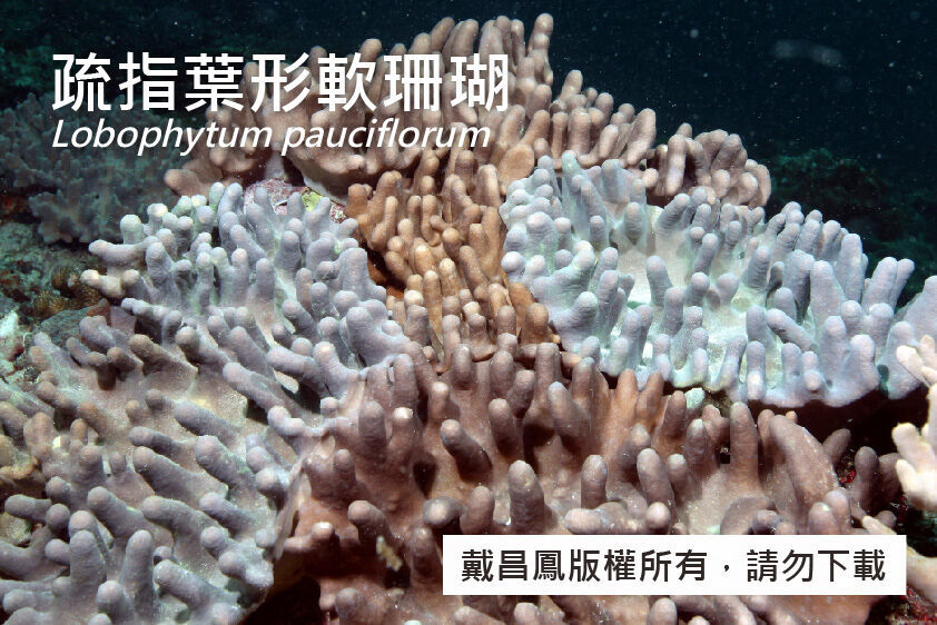 疏指葉形軟珊瑚