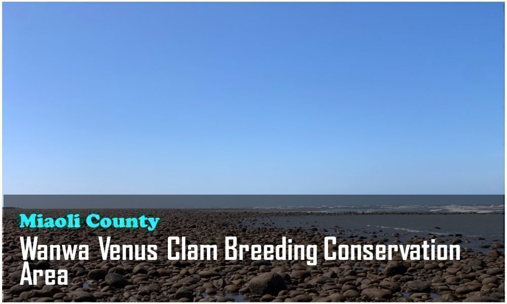 13_Miaoli County_Wanwa Venus Clam Breeding Conservation Area