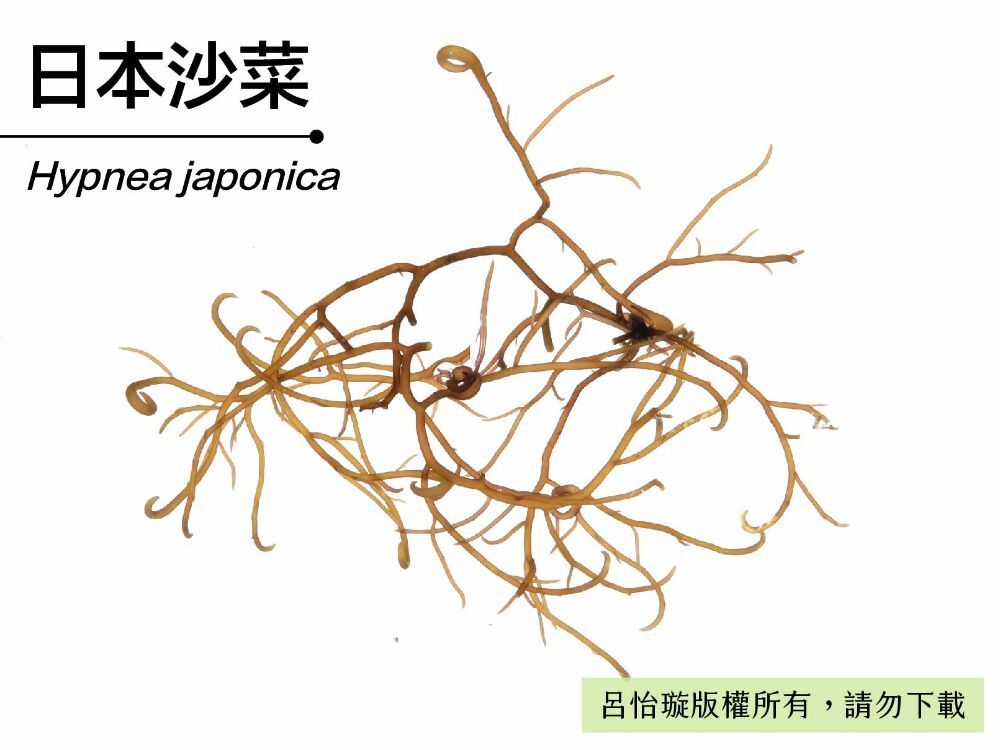 日本沙菜-臺灣百種海洋生物-大型海藻與海草