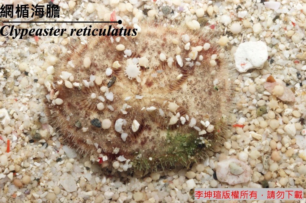 網楯海膽 Clypeaster reticulatus 