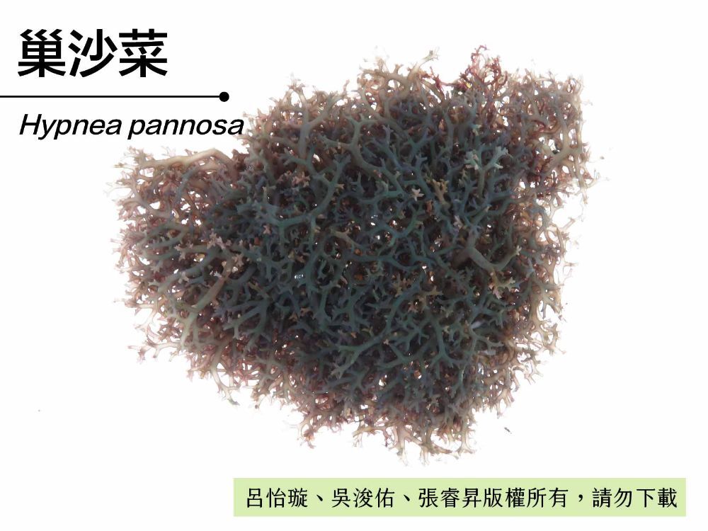 巢沙菜-臺灣百種海洋生物-大型海藻與海草