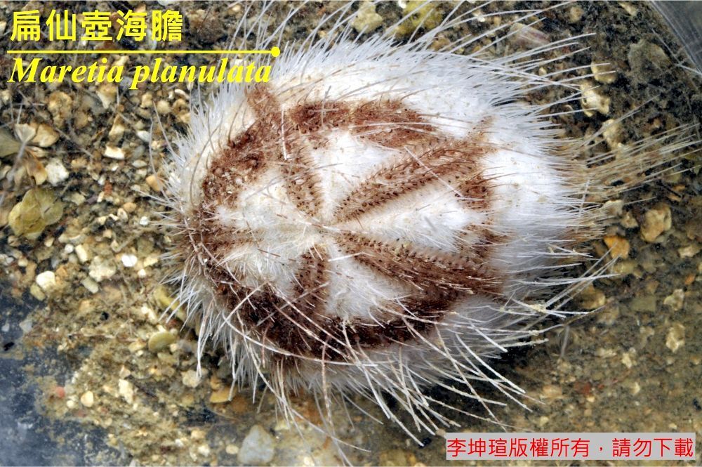 扁仙壺海膽 Maretia planulata 