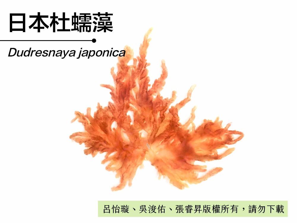 日本杜蠕藻-臺灣百種海洋生物-大型海藻與海草