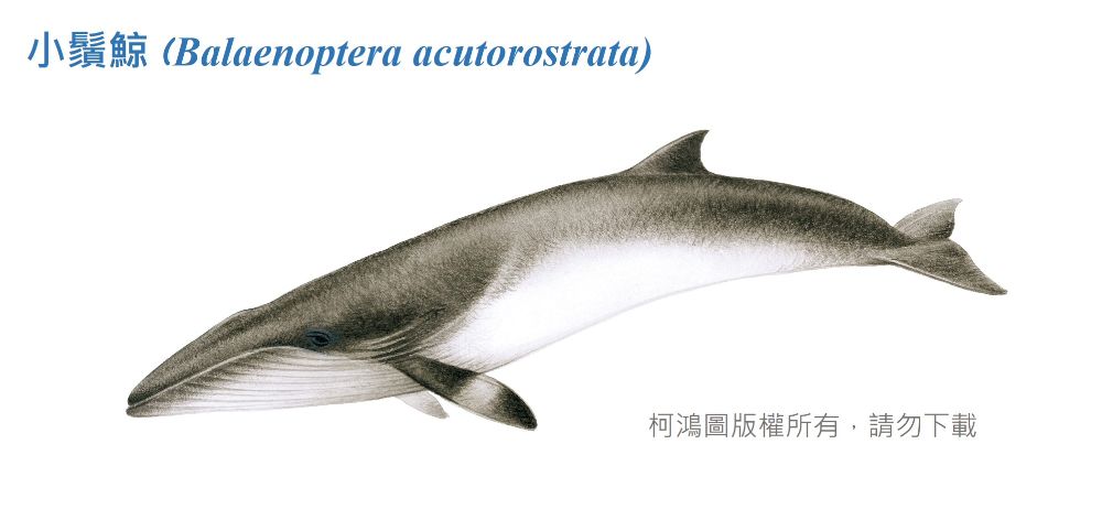 小鬚鯨-臺灣百種海洋動物