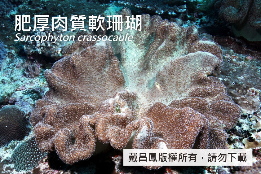 肥厚肉質軟珊瑚