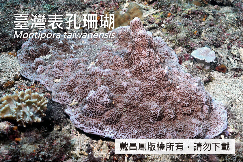 臺灣表孔珊瑚