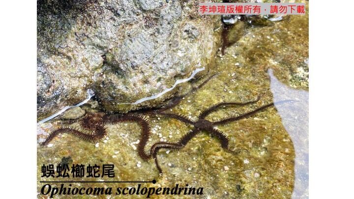 蜈蚣櫛蛇尾 Ophiocoma scolopendrina 