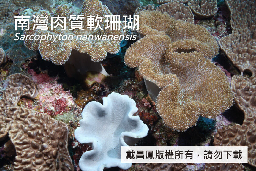 南灣肉質軟珊瑚