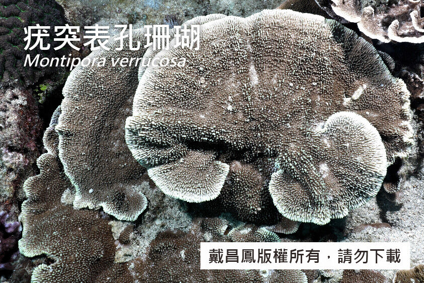疣突表孔珊瑚