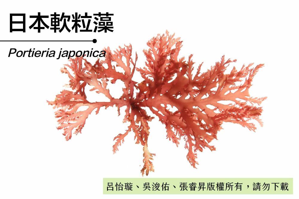日本軟粒藻-臺灣百種海洋生物-大型海藻與海草