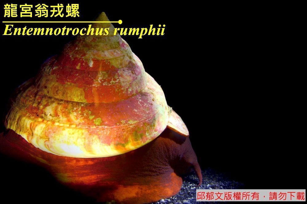 龍宮翁戎螺 Entemnotrochus rumphii