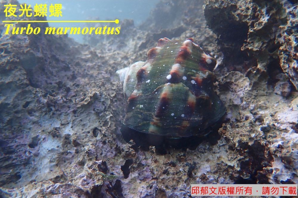 夜光蠑螺 Turbo marmoratus Linnaeus