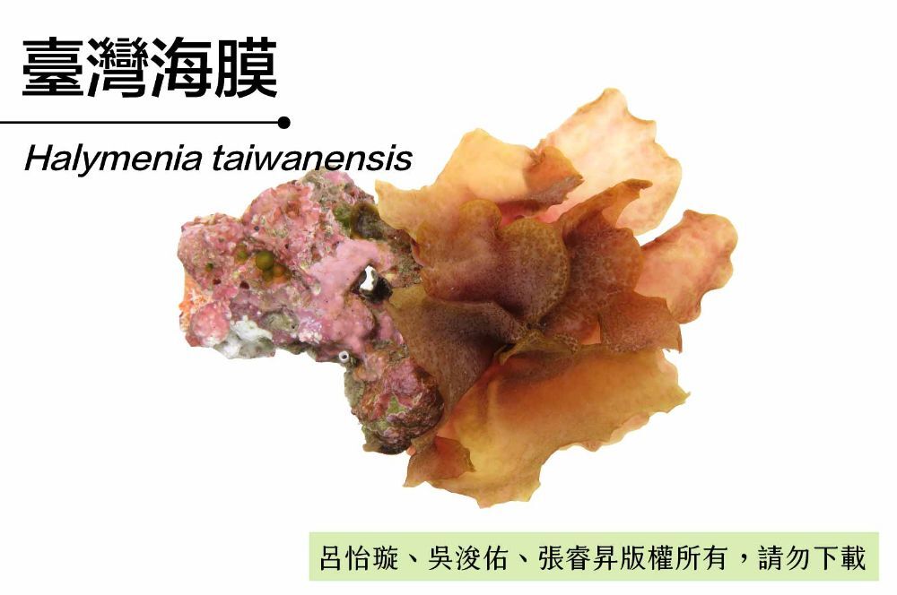 臺灣海膜-臺灣百種海洋生物-大型海藻與海草