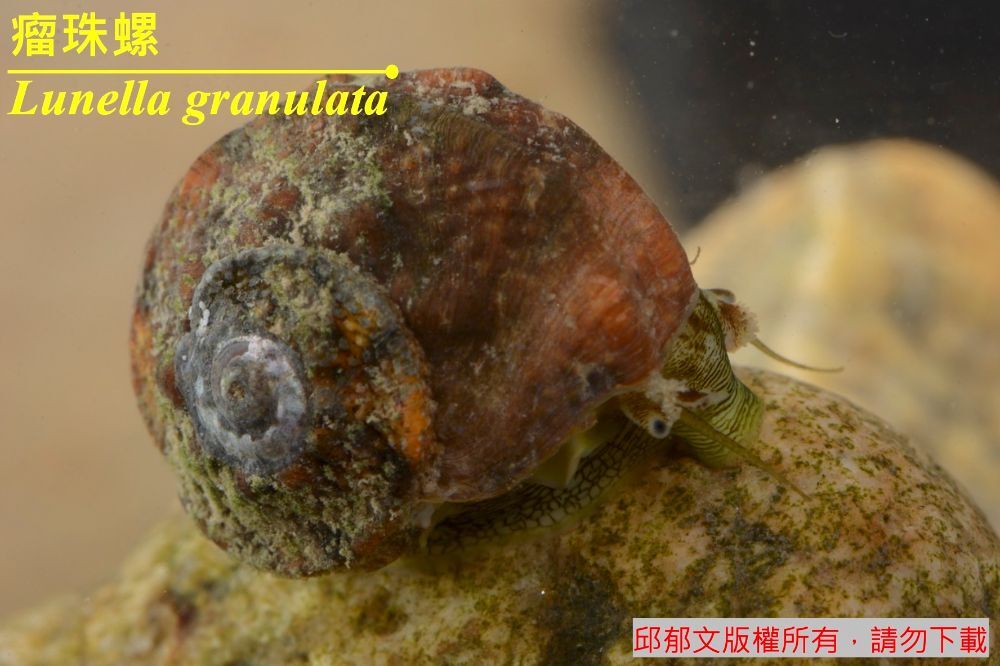 瘤珠螺 Lunella granulata