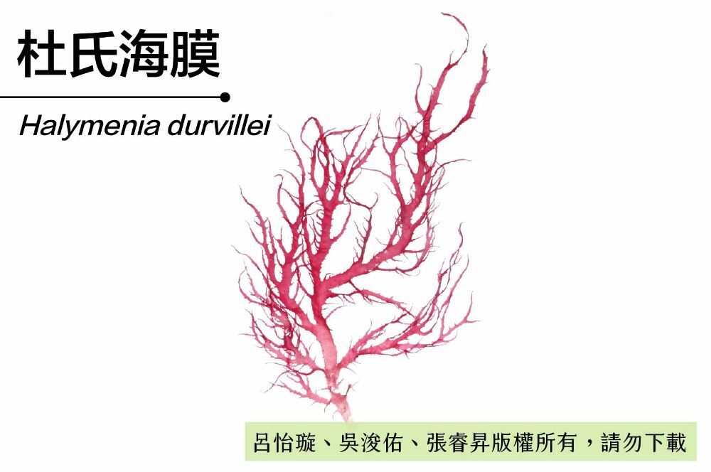 杜氏海膜-臺灣百種海洋生物-大型海藻與海草