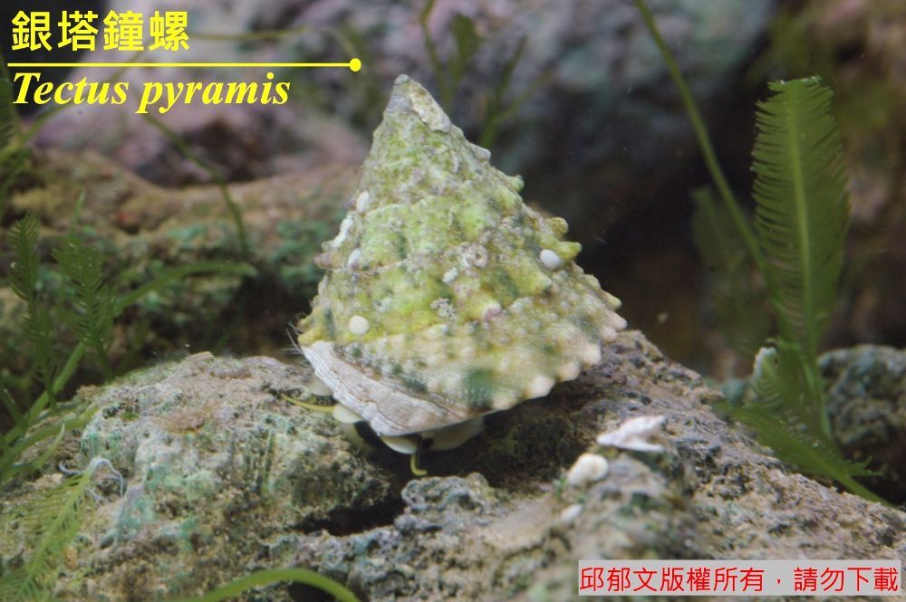 銀塔鐘螺 Tectus pyramis 