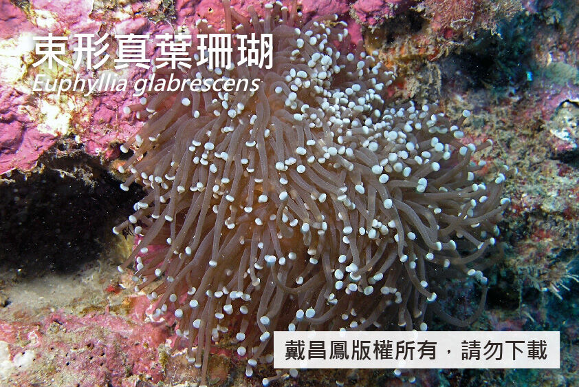 束形真葉珊瑚