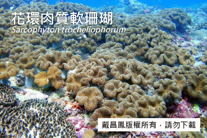花環肉質軟珊瑚