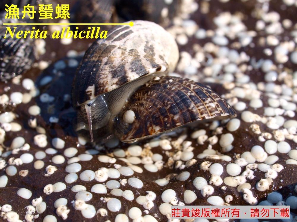 漁舟蜑螺 Nerita albicilla Linnaeus