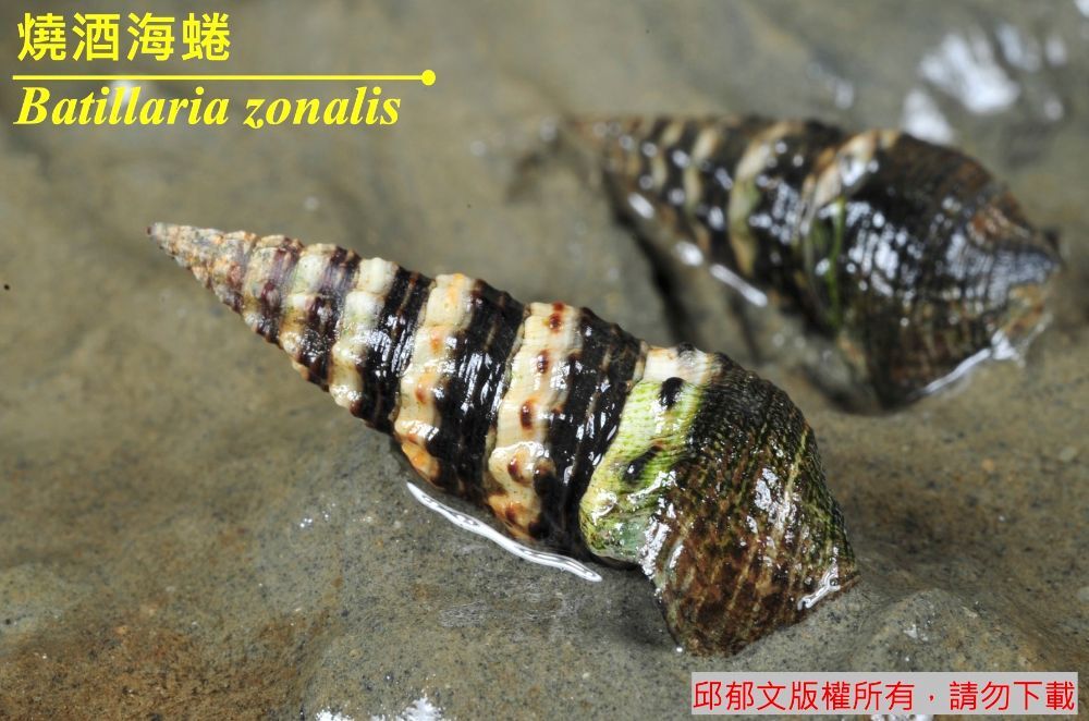 燒酒海蜷 Batillaria zonalis 