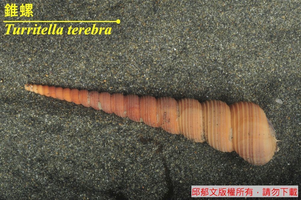 錐螺 Turritella terebra 