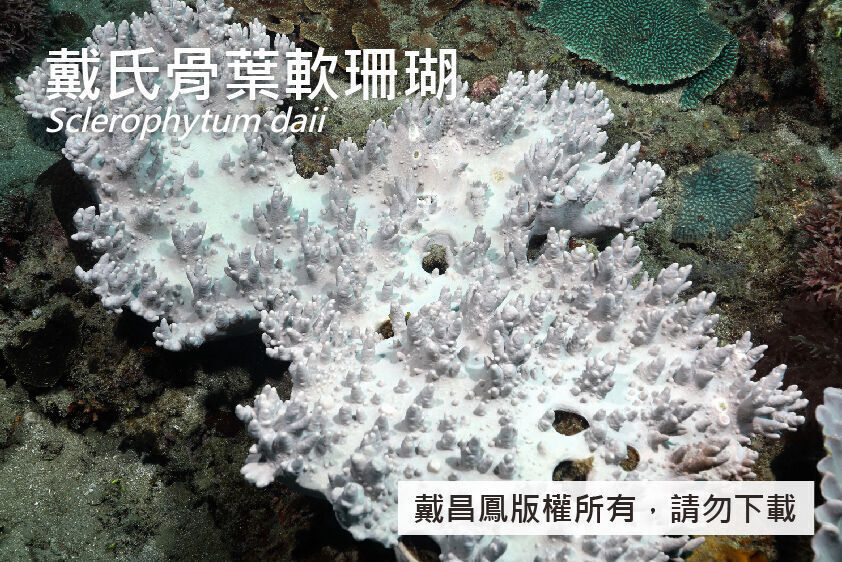 戴氏骨葉軟珊瑚