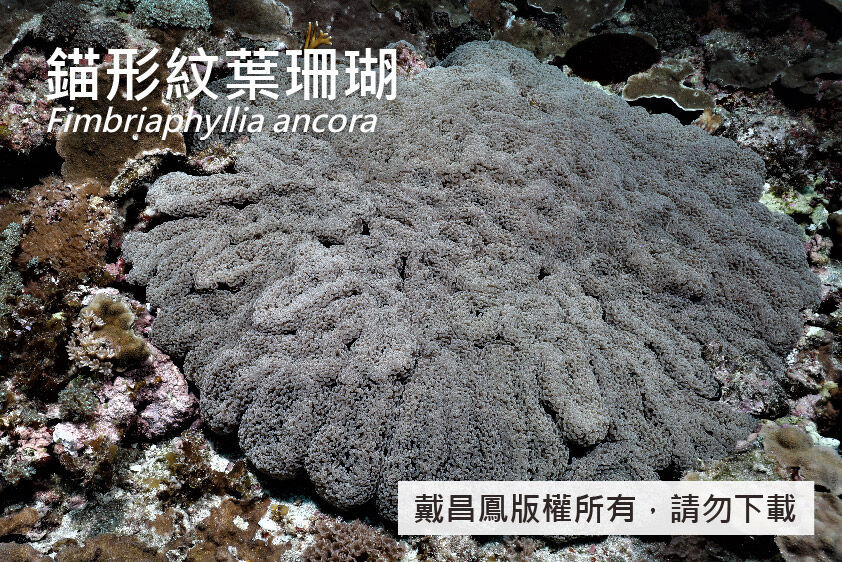 錨形紋葉珊瑚