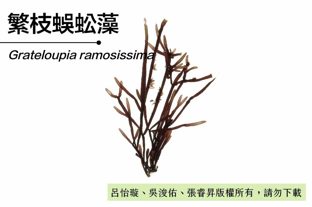 繁枝蜈蚣藻-臺灣百種海洋生物-大型海藻與海草